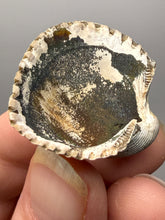 Load image into Gallery viewer, Bivalve (Pelecypoda) Fossil Sea Shell with Chalcopyrite | Mineralized Fossil Specimen | Indonesia
