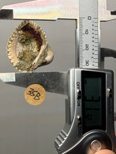 Load image into Gallery viewer, Bivalve (Pelecypoda) Fossil Sea Shell with Chalcopyrite | Mineralized Fossil Specimen | Indonesia
