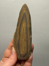 Load image into Gallery viewer, Stromatolite Fossil Slice | Ancient Microbial Reef Structure | Morocco
