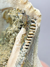 Load image into Gallery viewer, Bivalve (Pelecypoda) Fossil Sea Shell with Chalcopyrite | Mineralized Fossil Specimen | Indonesia
