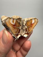 Load image into Gallery viewer, High-Grade Indonesian Sumatra Agate Pair – Vibrant Banded Chalcedony with Rich Color Zoning | Ethical Lapidary &amp; Collector Display Specimens
