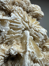 Load image into Gallery viewer, Desert Rose Selenite (Gypsum) — Mineral Display Specimen | Mexico
