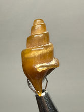 Load image into Gallery viewer, Agatized Gastropod Fossil Specimen | Morocco
