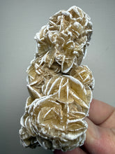 Load image into Gallery viewer, Desert Rose Selenite (Gypsum) — Mineral Display Specimen | Mexico
