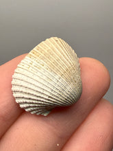 Load image into Gallery viewer, Bivalve (Pelecypoda) Fossil Sea Shell with Chalcopyrite | Mineralized Fossil Specimen | Indonesia
