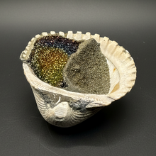 Load image into Gallery viewer, Bivalve (Pelecypoda) Fossil Sea Shell with Chalcopyrite | Mineralized Fossil Specimen | Indonesia
