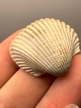 Load image into Gallery viewer, Bivalve (Pelecypoda) Fossil Sea Shell with Chalcopyrite | Mineralized Fossil Specimen | Indonesia

