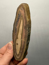 Load image into Gallery viewer, Stromatolite Fossil Slice | Ancient Microbial Reef Structure | Morocco

