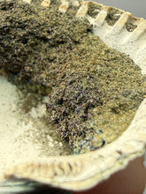 Load image into Gallery viewer, Bivalve (Pelecypoda) Fossil Sea Shell with Chalcopyrite | Mineralized Fossil Specimen | Indonesia
