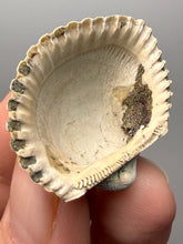 Load image into Gallery viewer, Bivalve (Pelecypoda) Fossil Sea Shell with Chalcopyrite | Mineralized Fossil Specimen | Indonesia
