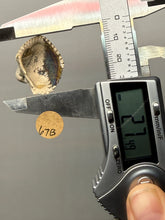 Load image into Gallery viewer, Bivalve (Pelecypoda) Fossil Sea Shell with Chalcopyrite | Mineralized Fossil Specimen | Indonesia
