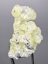 Load image into Gallery viewer, Vibrant Yellow Brucite Thumbnail Mineral Specimen | Collector Crystal from Killa Saifullah District in Balochistan Province, Pakistan
