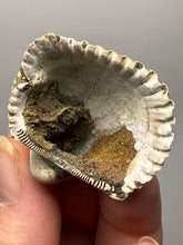 Load image into Gallery viewer, Bivalve (Pelecypoda) Fossil Sea Shell with Chalcopyrite | Mineralized Fossil Specimen | Indonesia
