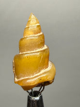Load image into Gallery viewer, Agatized Gastropod Fossil Specimen | Morocco
