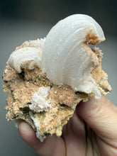 Load image into Gallery viewer, Moroccan Ram’s Horn Selenite (Gypsum) Crystal Display Specimen
