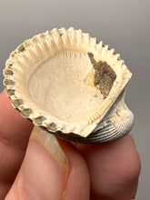 Load image into Gallery viewer, Bivalve (Pelecypoda) Fossil Sea Shell with Chalcopyrite | Mineralized Fossil Specimen | Indonesia
