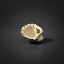 Load image into Gallery viewer, Bivalve (Pelecypoda) Fossil Sea Shell with Chalcopyrite | Mineralized Fossil Specimen | Indonesia
