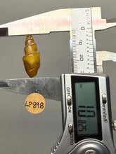 Load image into Gallery viewer, Agatized Gastropod Fossil Specimen | Morocco
