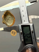 Load image into Gallery viewer, Bivalve (Pelecypoda) Fossil Sea Shell with Chalcopyrite | Mineralized Fossil Specimen | Indonesia
