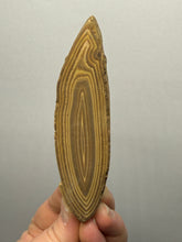 Load image into Gallery viewer, Stromatolite Fossil Slice | Ancient Microbial Reef Structure | Morocco
