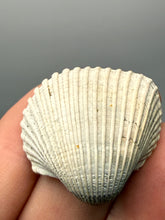 Load image into Gallery viewer, Bivalve (Pelecypoda) Fossil Sea Shell with Chalcopyrite | Mineralized Fossil Specimen | Indonesia
