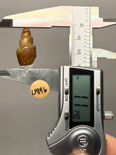 Load image into Gallery viewer, Agatized Gastropod Fossil Specimen | Morocco
