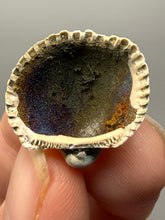 Load image into Gallery viewer, Bivalve (Pelecypoda) Fossil Sea Shell with Chalcopyrite | Mineralized Fossil Specimen | Indonesia
