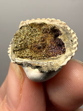 Load image into Gallery viewer, Bivalve (Pelecypoda) Fossil Sea Shell with Chalcopyrite | Mineralized Fossil Specimen | Indonesia
