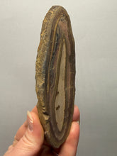 Load image into Gallery viewer, Stromatolite Fossil Slice | Ancient Microbial Reef Structure | Morocco
