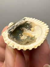 Load image into Gallery viewer, Bivalve (Pelecypoda) Fossil Sea Shell with Chalcopyrite | Mineralized Fossil Specimen | Indonesia
