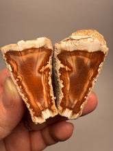 Load image into Gallery viewer, High-Grade Indonesian Sumatra Agate Pair – Vibrant Banded Chalcedony with Rich Color Zoning | Ethical Lapidary &amp; Collector Display Specimens
