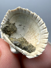 Load image into Gallery viewer, Bivalve (Pelecypoda) Fossil Sea Shell with Chalcopyrite | Mineralized Fossil Specimen | Indonesia
