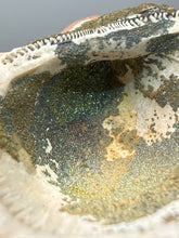 Load image into Gallery viewer, Bivalve (Pelecypoda) Fossil Sea Shell with Chalcopyrite | Mineralized Fossil Specimen | Indonesia
