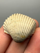 Load image into Gallery viewer, Bivalve (Pelecypoda) Fossil Sea Shell with Chalcopyrite | Mineralized Fossil Specimen | Indonesia
