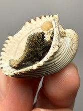 Load image into Gallery viewer, Bivalve (Pelecypoda) Fossil Sea Shell with Chalcopyrite | Mineralized Fossil Specimen | Indonesia
