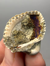 Load image into Gallery viewer, Bivalve (Pelecypoda) Fossil Sea Shell with Chalcopyrite | Mineralized Fossil Specimen | Indonesia
