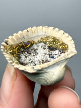 Load image into Gallery viewer, Bivalve (Pelecypoda) Fossil Sea Shell with Calcite Crystals and Chalcopyrite | Mineralized Fossil Specimen | Indonesia
