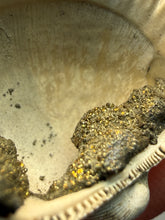 Load image into Gallery viewer, Bivalve (Pelecypoda) Fossil Sea Shell with Chalcopyrite | Mineralized Fossil Specimen | Indonesia
