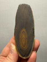 Load image into Gallery viewer, Stromatolite Fossil Slice | Ancient Microbial Reef Structure | Morocco
