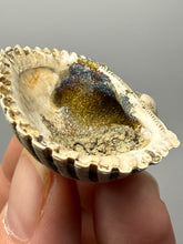 Load image into Gallery viewer, Bivalve (Pelecypoda) Fossil Sea Shell with Chalcopyrite | Mineralized Fossil Specimen | Indonesia
