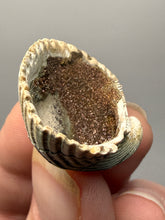 Load image into Gallery viewer, Bivalve (Pelecypoda) Fossil Sea Shell with Chalcopyrite | Mineralized Fossil Specimen | Indonesia
