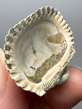 Load image into Gallery viewer, Bivalve (Pelecypoda) Fossil Sea Shell with Chalcopyrite | Mineralized Fossil Specimen | Indonesia
