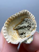 Load image into Gallery viewer, Bivalve (Pelecypoda) Fossil Sea Shell with Chalcopyrite | Mineralized Fossil Specimen | Indonesia
