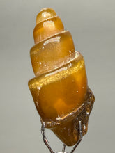 Load image into Gallery viewer, Agatized Gastropod Fossil Specimen | Morocco
