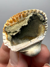 Load image into Gallery viewer, Bivalve (Pelecypoda) Fossil Sea Shell with Chalcopyrite | Mineralized Fossil Specimen | Indonesia

