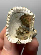 Load image into Gallery viewer, Bivalve (Pelecypoda) Fossil Sea Shell with Chalcopyrite | Mineralized Fossil Specimen | Indonesia
