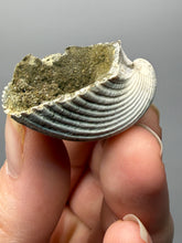 Load image into Gallery viewer, Bivalve (Pelecypoda) Fossil Sea Shell with Chalcopyrite | Mineralized Fossil Specimen | Indonesia
