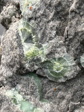 Load image into Gallery viewer, High-Grade Green Wavellite Collectors Specimen - Radiating Botryoidal Crystal Formation - Arkansas, USA
