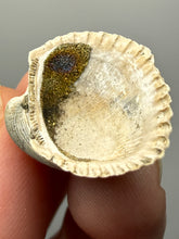 Load image into Gallery viewer, Bivalve (Pelecypoda) Fossil Sea Shell with Chalcopyrite | Mineralized Fossil Specimen | Indonesia
