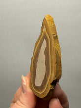 Load image into Gallery viewer, Stromatolite Fossil Slice | Ancient Microbial Reef Structure | Morocco
